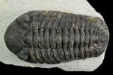 Bargain, Morocops Trilobite - Visible Eye Facets #120090-2